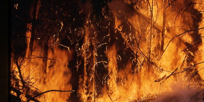 The Destructive Force of Fire Tornados