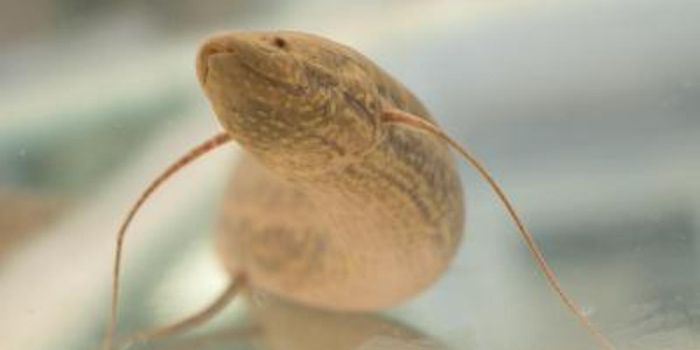 The Lungfish is a Living Antimicrobial Sponge