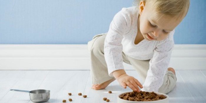 How to Keep You and Your Pets Safe From Foodborne Illness