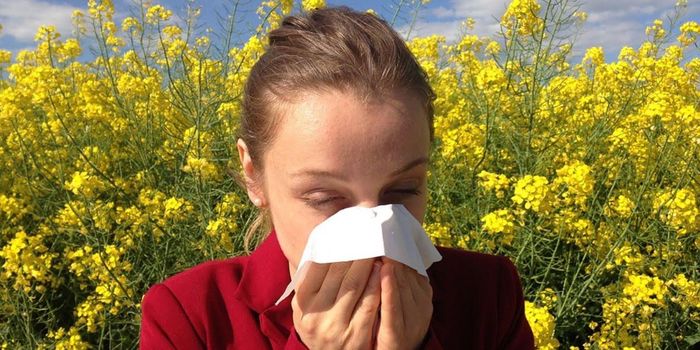 Can you be Allergic to Cannabis?