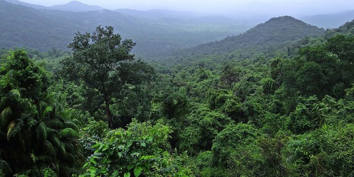 Major Ecosystems, like the Amazon, Can Disappear Within a Lifetime