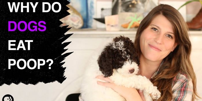 Why Do Dogs Eat Their Own Poop?