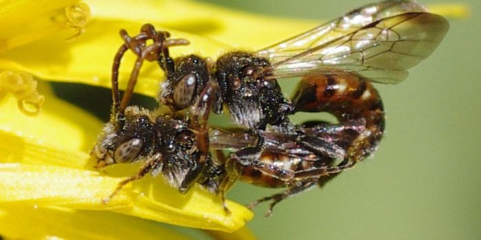 'Antennal-Grabbing' Courtship Behavior Observed in More Types of Cuckoo Bees
