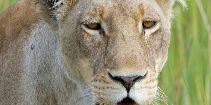 Man-Eating Lions of Tsavo Weren't the Monsters They Were Painted to Be