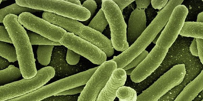 Certain Gut Bacteria Make Blood Pressure Drugs Less Effective