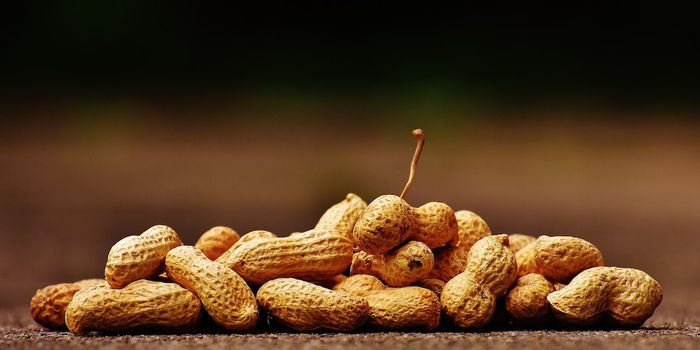 Overcoming peanut allergies by... boiling peanuts?