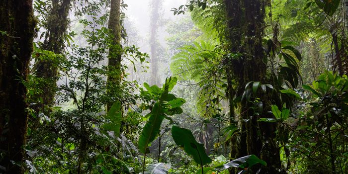 Ski High Plants At Risk