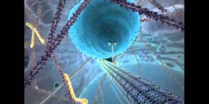 Inner Life of the Cell