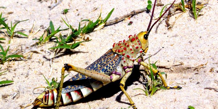 Another 2020 plague: locusts