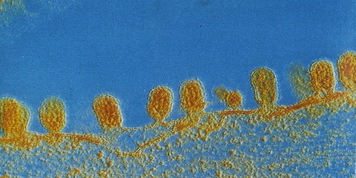 Modeling how cells move together could inspire self-healing materials