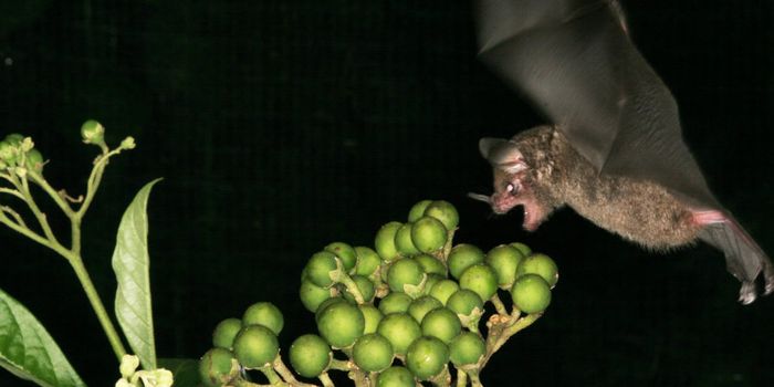 Could Bat Guano Save Parts of the Rainforest?