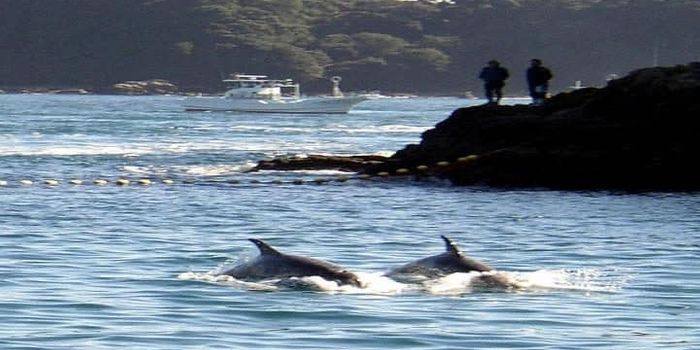 Pod Escapes From Japanese Facility Known for Dolphin Slaughters