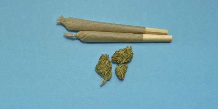 Brain Connectivity Differs in Long-Term Cannabis Users