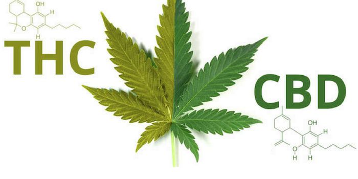 Oral CBD Doesn't Convert to THC In Vivo
