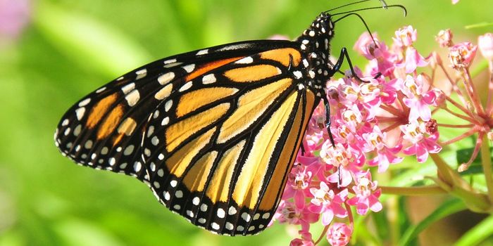 Are monarch butterflies stressed out?