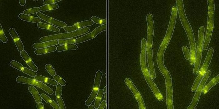 A Newly Discovered Bacterial Toxin Reveals More About Bacterial Warfare