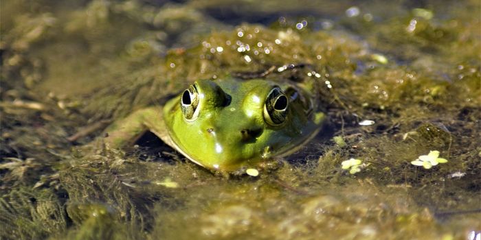 A Bullfrog's Extensive Diet May Surprise You