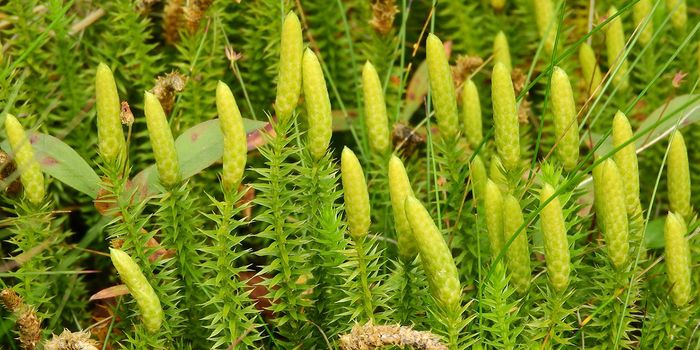 Scientists Modify Spores & Pollen to Fight Water Contamination