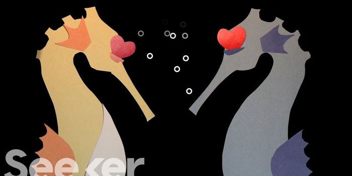 Regarding Seahorses, it's the Male That Gets Pregnant