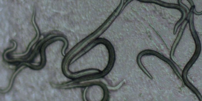 The Sequence of the Devil Worm Genome is Revealed