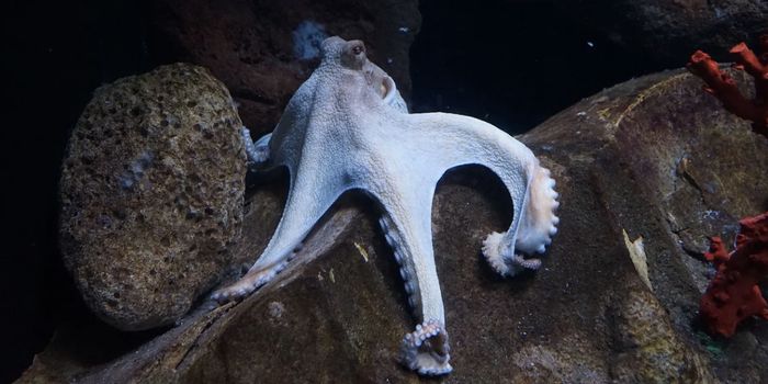 Alternating Sleep Phases in Octopuses Suggest They Can Dream