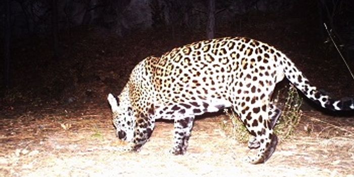 This Could be One of the Last Remaining Wild Jaguars in the U.S.