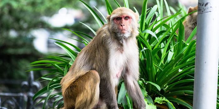 Are the skeletons of macaque hybrids distinct?