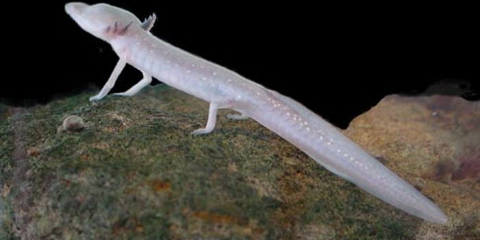 Reward for the Return of Hundreds of Missing Endangered Salamanders in Texas Increased
