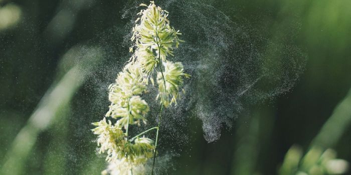 Repurposing a Cancer Drug to Treat Common Allergies