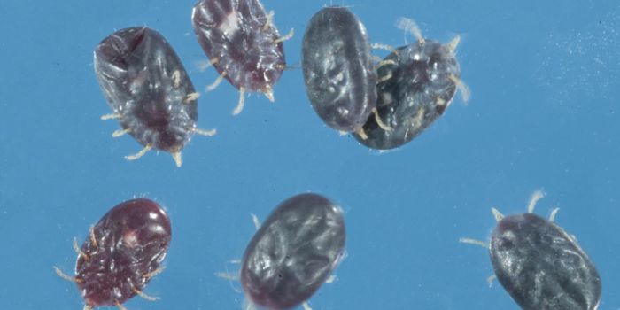 Bat Ticks Are Discovered in New Jersey