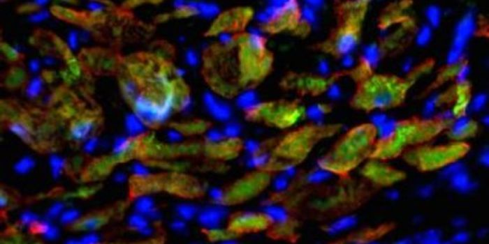 Common Cells Transformed to Critical Heart Cells