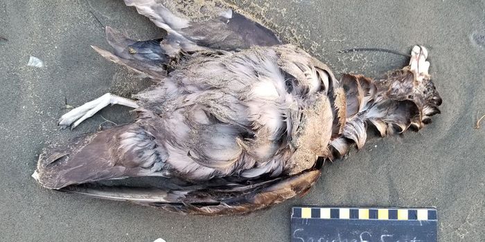 Is climate change the culprit of all the dead birds washing up on the Bering Sea shores?