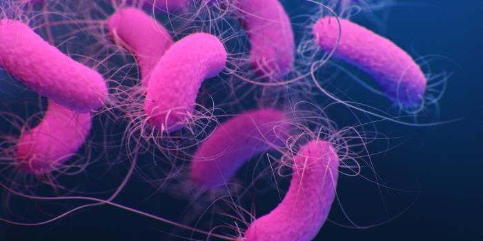 This Dangerous Superbug Can Consume Medical Plastics