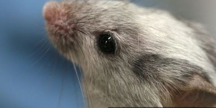 Mice With 'MS-Like' Condition Walk After Stem Cell Treatment