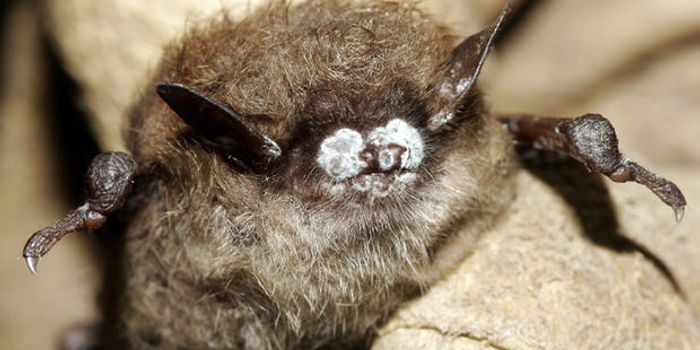 White Noses all the way to the Pacific Northwest: the plight of bats