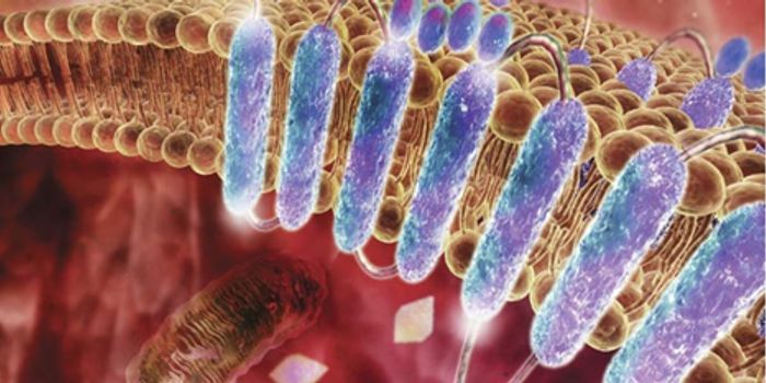 Protein Manipulation Using a Magnetic Tweezer