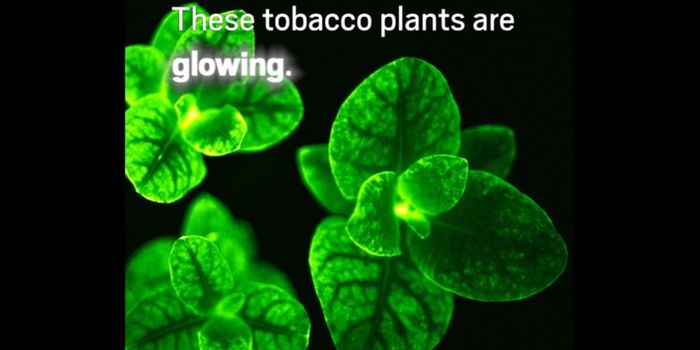 Your Night Light Could Be a Glowing Plant