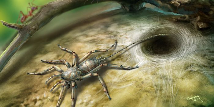 Fossil of 100 Million-Year-Old Tailed Spider Baffles Researchers