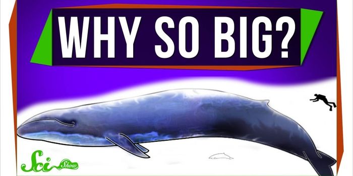 Why are Marine Mammals Large in Size?