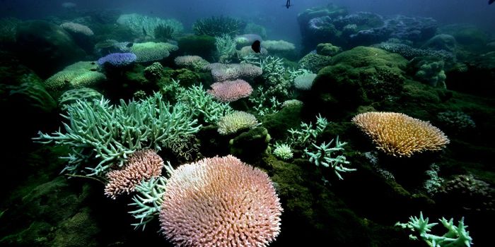 Genetic Surveys Could Help Save Coral Reefs