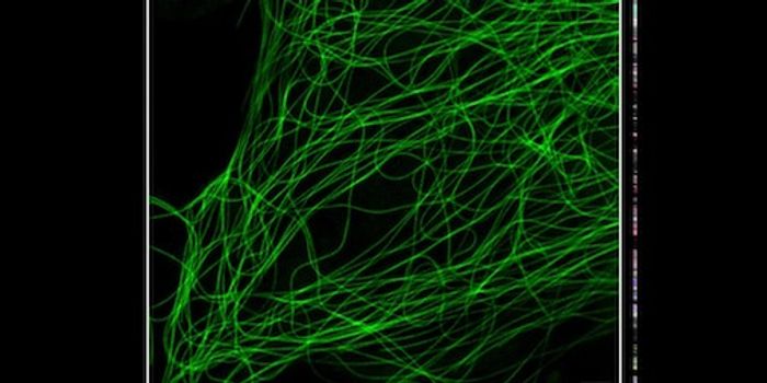 Viewing the Interactions Between Cellular Structures