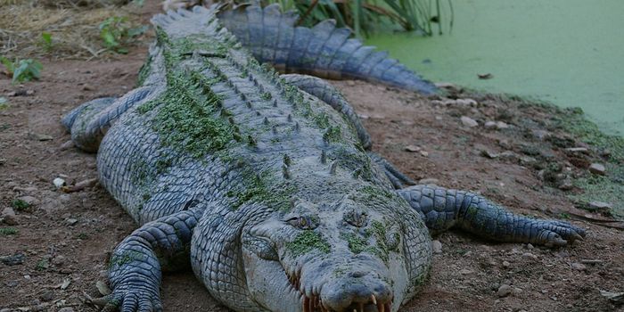 Remains of Missing Human Discovered Inside Australian Crocodile
