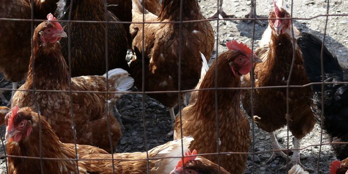 H7N9 Flu Mutation IDed That Enabled it to Sicken Hundreds in China