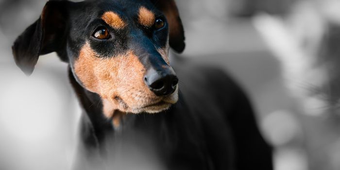 Can Pets Actually Sense Earthquakes Before They Happen?