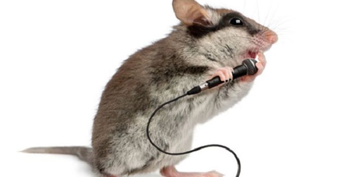 Male Mice Croon Elaborate Songs to Get the Girl