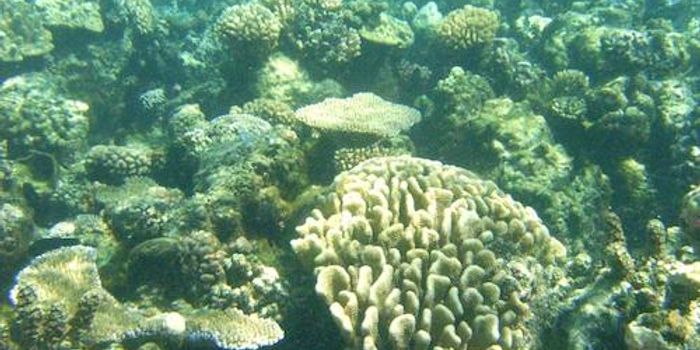 Genomic Study of Coral Bleaching Surprises Researchers