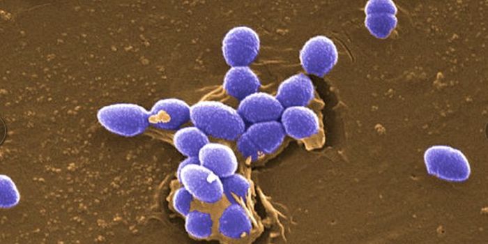 Modified Antibiotic Makes for Powerful Weapon Against Superbugs