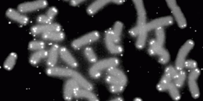 Premature Aging of Stem Cell Telomeres Linked to Emphysema