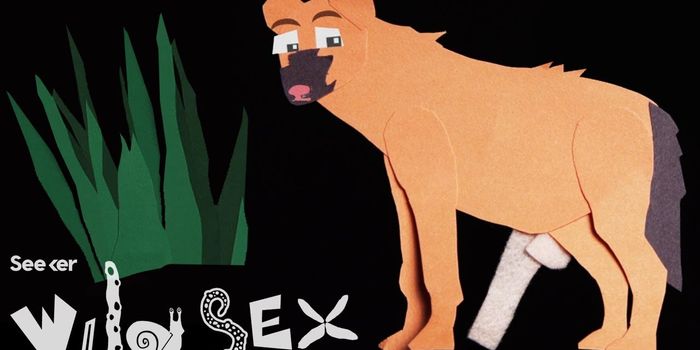 Female Hyenas Disguise Their Genitalia to Accept or Reject Mates