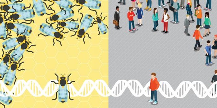 What's the Link Between Autism and Honey Bees?